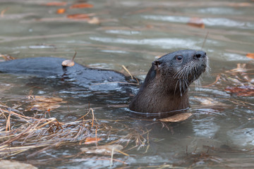 River Otter at Play