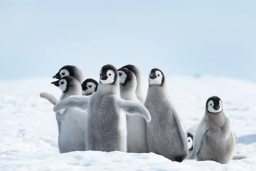 Abwaschbare Fototapete Antarktis Kaiserpinguine Küken