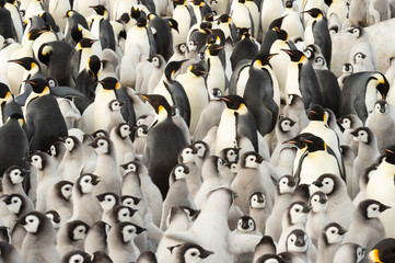 Emperor Penguin colony at snow hil © Silver