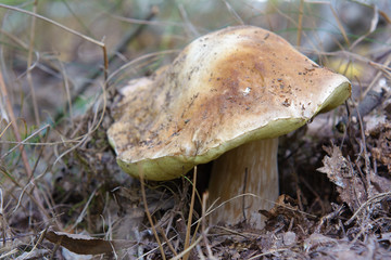 Autumn mushrooms