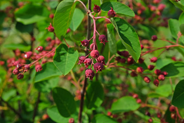 Shadberry on a branch