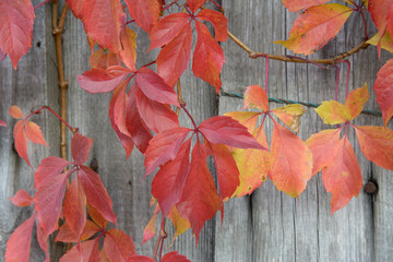 Red leaves on the background of a wooden fence
