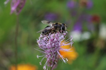 Nahaufnahme einer Schwebfliege