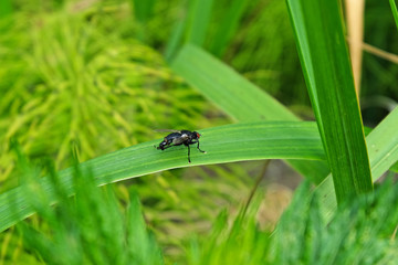 Fly on grass