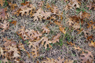 Fallen Oak Leaves - closeup