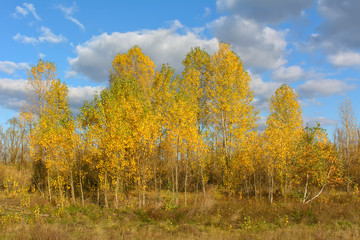 Fototapeta premium Sunny autumn day