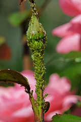 Aphid-infested rosebud