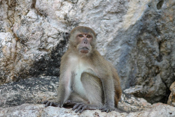 Cute Monkey relaxing on a rock