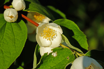 Philadelphus