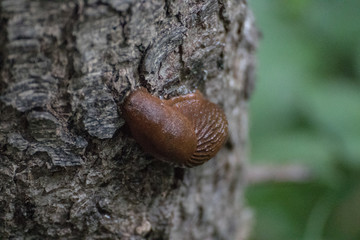 Nachtschnecke an einem Baum