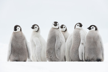 Emperor Penguin chiks