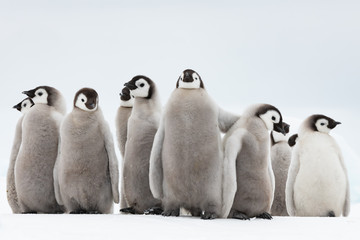 Emperor Penguin chick