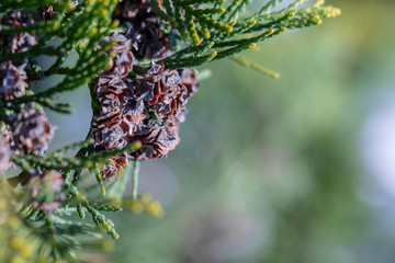 Thuja occidentalis cone close up green backround