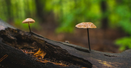 Elegent mushrooms grow up from tree trunk in wet forest