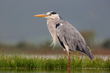 Grey heron fishing in a small lake in Zimanga Game Reserve near Mkuze in South Africa
