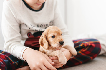 Caucasian boy playing with dog english cocker spaniel puppy at home.