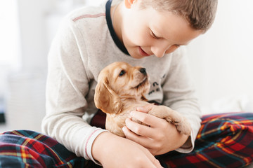 Caucasian boy playing with dog english cocker spaniel puppy at home.