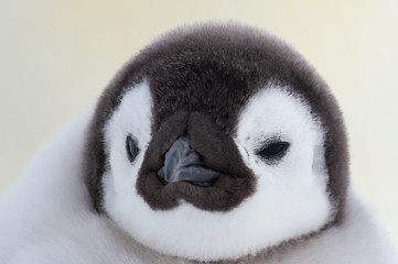 Obraz premium Emperor Penguin chick close up
