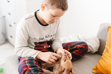 Caucasian boy playing with dog english cocker spaniel puppy at home.