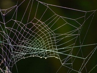 Spinnennetz im Regen
