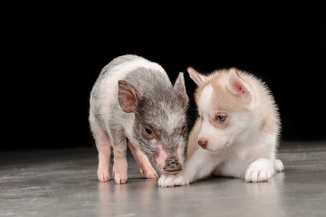 Fototapeta na wymiar pink pig and husky puppy standing next to the floor in the Studio on a black background
