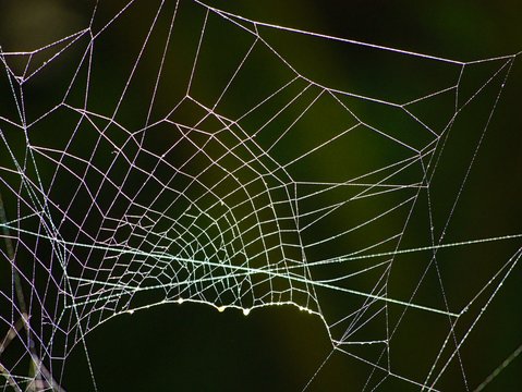 Spinnennetz im Regen