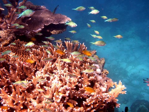 Poissons et Corail, Grande Barri&egrave;re de Corail, Queensland, Australie