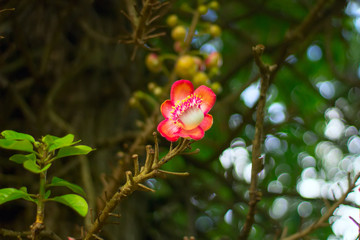 Single flower of brazilwood on a branch.