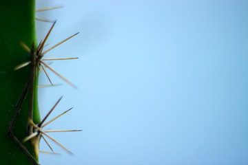 Needles of cactus close-up on a blue background. 