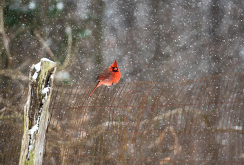 Beautiful Winter Festive Wildlife Photo of Bright Red Cardinal Bird Perched on Top of Brown Fence with Wooden Post in Middle of Forest with Blurred Snowy Background