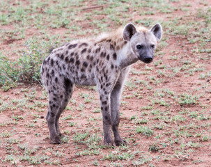 Hyena spotted on wildlife