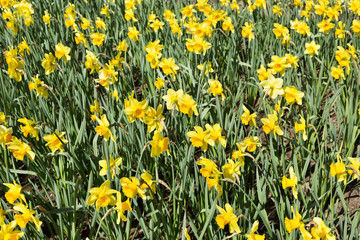 Fototapeta premium Yellow Daffodils in the gardens of Holland.
