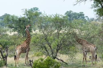 Pair of giraffes eating on the wild