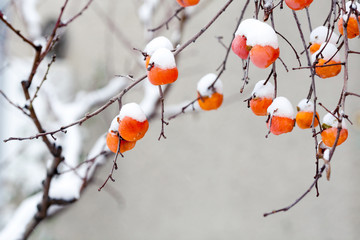 Persimmon fruits under the snow.