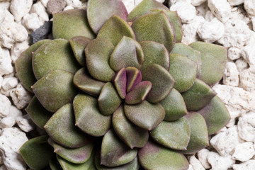 Succulent plant