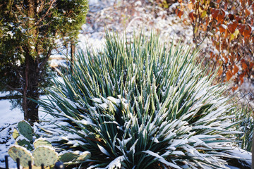 Tropical plants under the snow.
