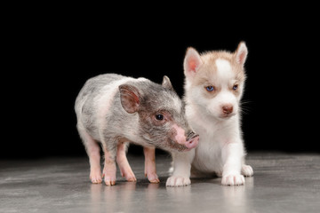 Fototapeta na wymiar pink pig and husky puppy standing next to the floor in the Studio on a black background