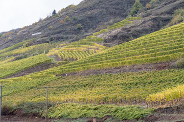 German terraced vineyard 