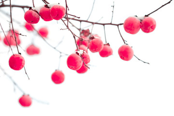 Isolated persimmon fruits under the snow.