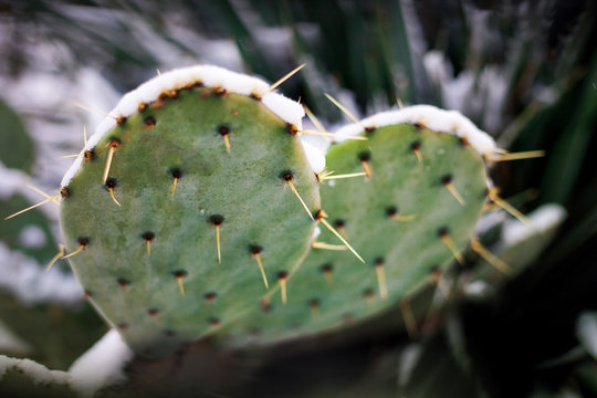 Frozen cactus under the snow.