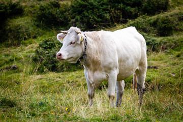 Cows in the Alps