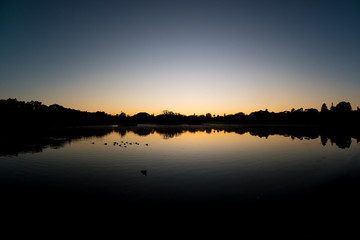 Ducks resting at dawn on the pond at Sydney's centennial Park