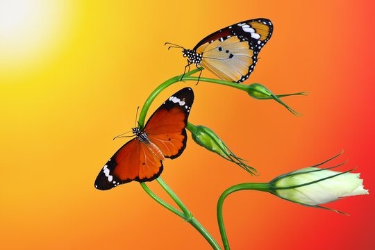 Beautiful butterflies sitting on flower in a summer garden