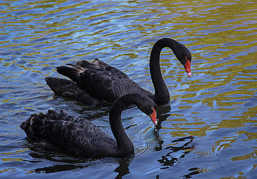 Pareja de cisnes negros 