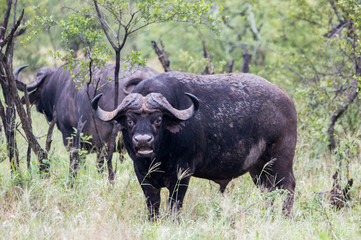 Dangerous buffallo looking to the camera