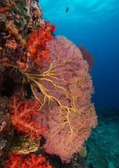 Healthy corals on a reef