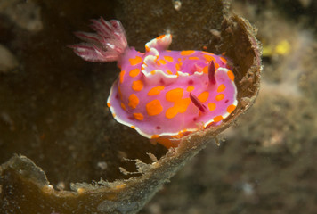 Pink nudibranch on coral