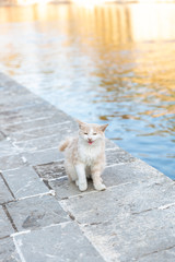 Beautiful creamy cat outside. Cat standing near a lake full of fish. 