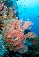 Naklejka na ściany i meble Healthy reef scene in Indonesia