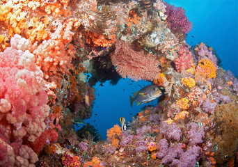 Fototapeta na wymiar Coral swim-through